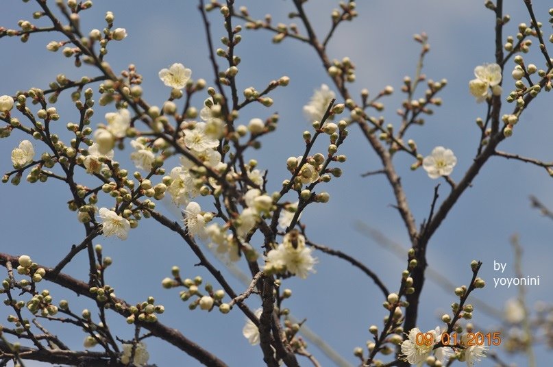 DSC_0450梅與蜂.JPG