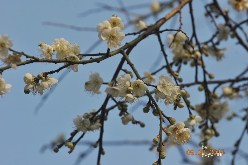 DSC_0481.JPG