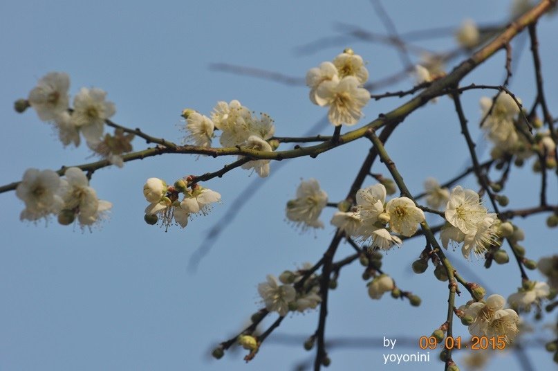 DSC_0483.JPG