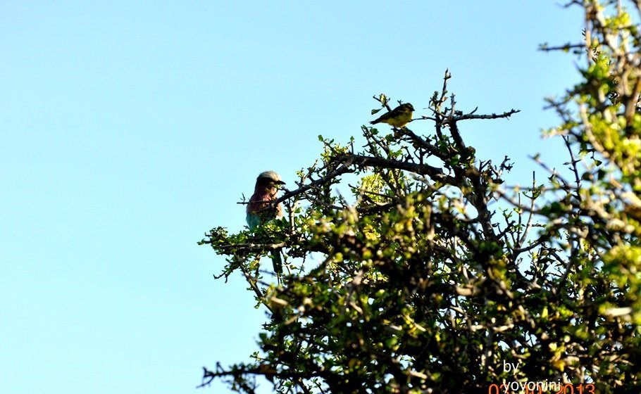 DSC_0492不知名鳥.JPG
