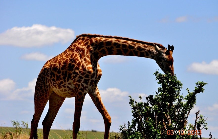 DSC_0564吃草首圖.JPG