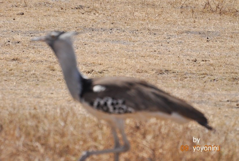 DSC_0248秘書鳥.JPG