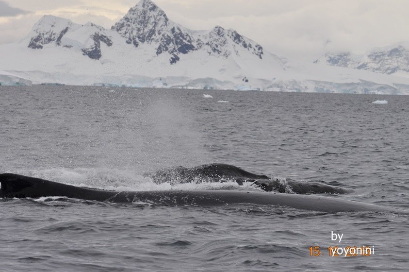 DSC_0958浮出海面呼吸.JPG