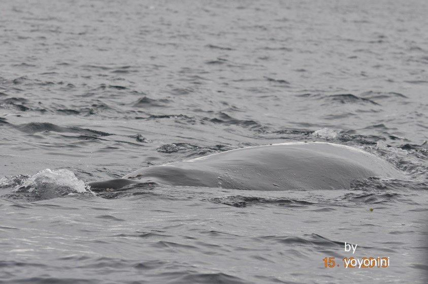DSC_0967連拍.JPG