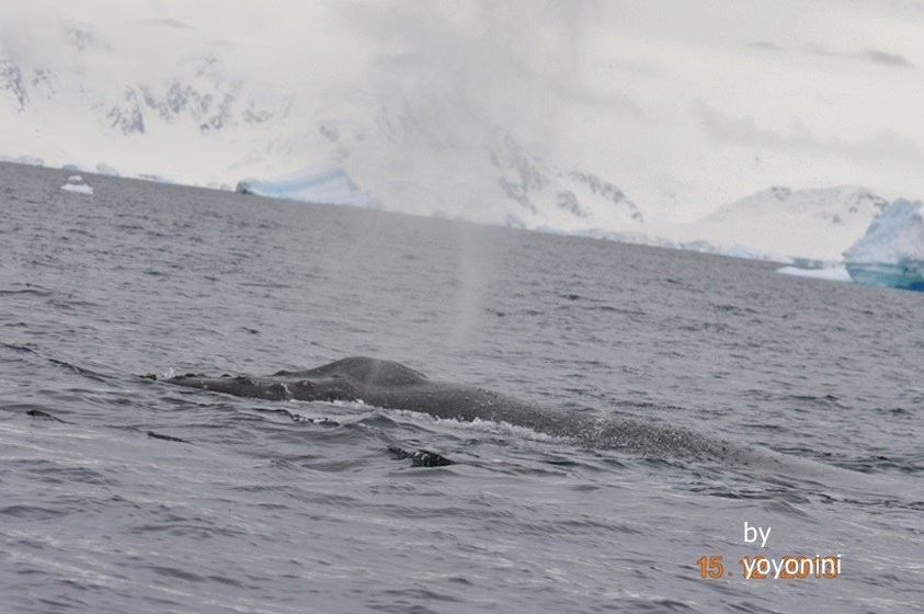 DSC_0975浮出海面呼吸.JPG