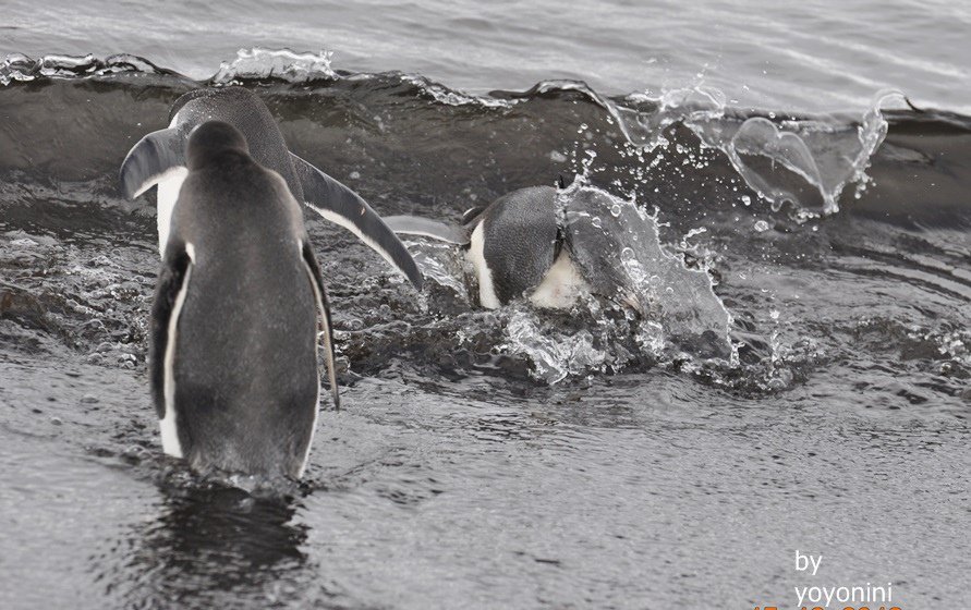 DSC_0170走向海裡游泳.JPG