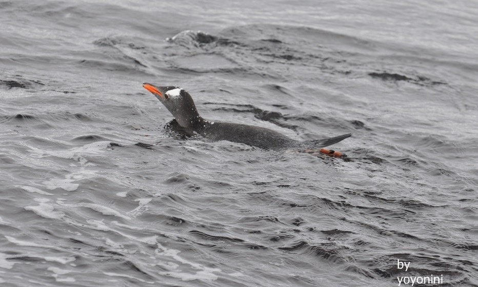 DSC_0174游泳模樣.JPG
