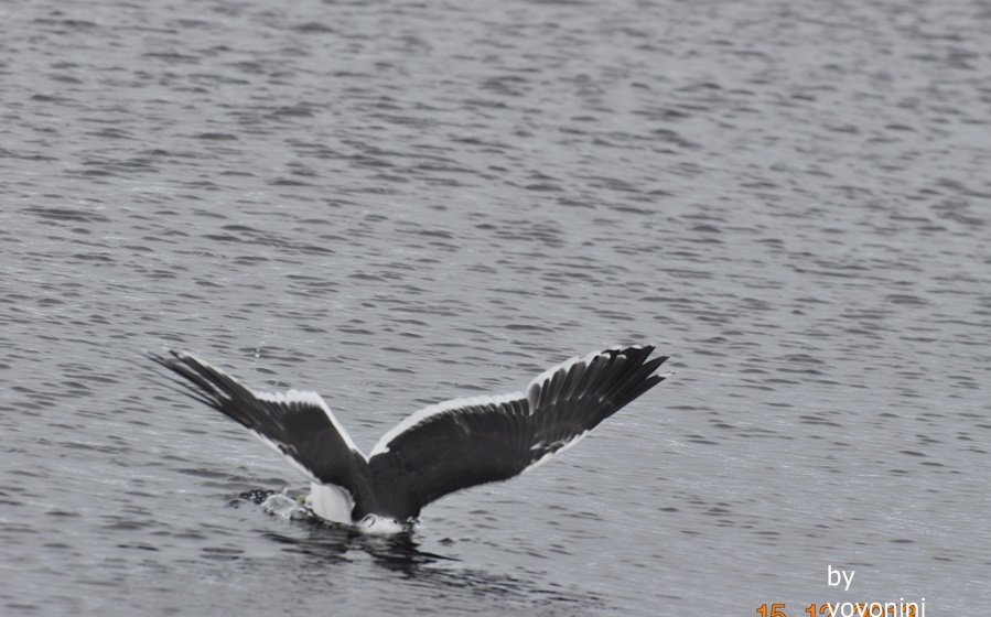 DSC_0186躍入海中.JPG