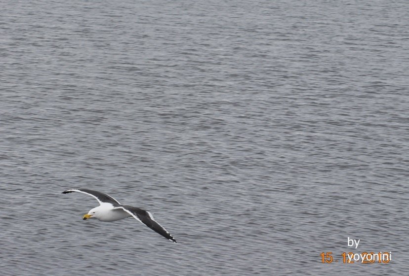 DSC_0212飛翔.JPG