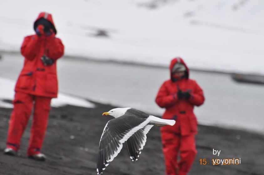 DSC_0220信天翁低飛黑沙地.JPG