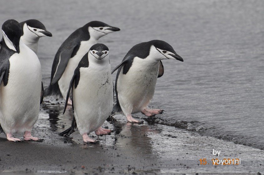 DSC_0232頰帶企鵝走向南極海域.JPG