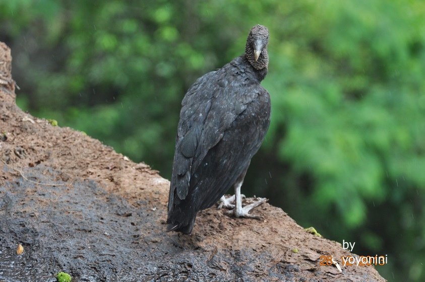 DSC_0087不知名的鳥.JPG