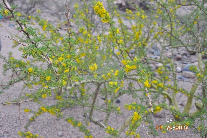 DSC_0458不知名的花.JPG
