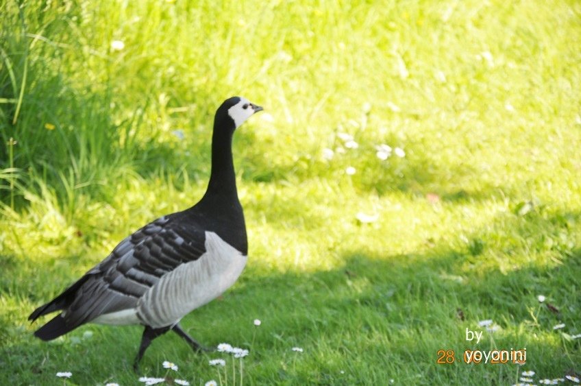 DSC_0175不知名的鳥.JPG