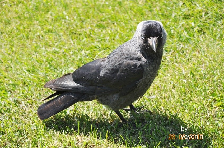 DSC_0216不知名的鳥.JPG