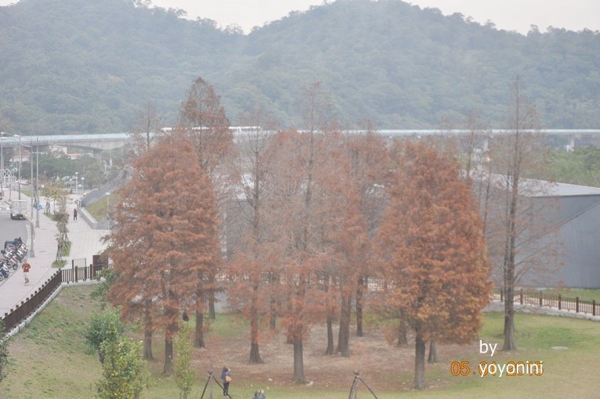 DSC-0244大湖公園落羽.JPG