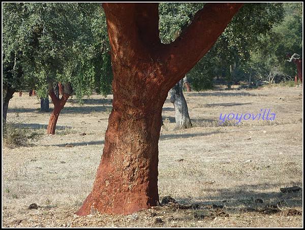 葡萄牙 環狀列石 Almendres,Evora,Portugal