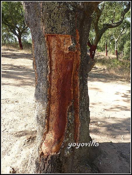 葡萄牙 環狀列石 Almendres,Evora,Portugal