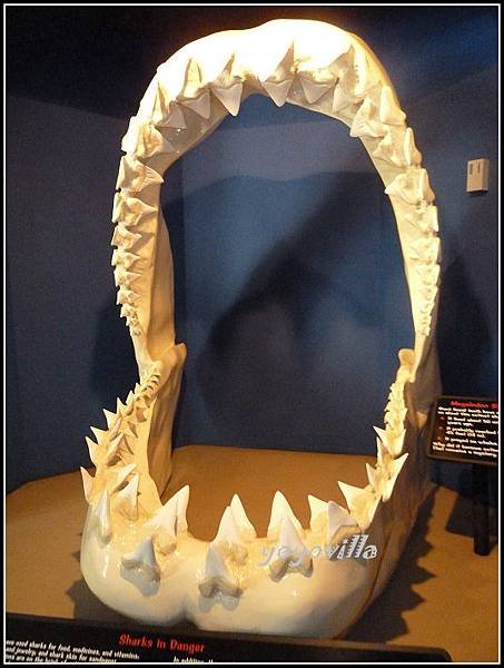 美國 加州 聖地牙哥 海洋公園 Sea World, San Diego, CA