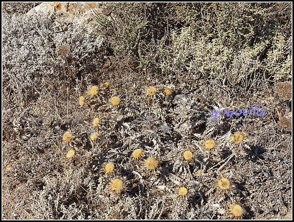 葡萄牙 薩格里什 Sagres, Portugal 