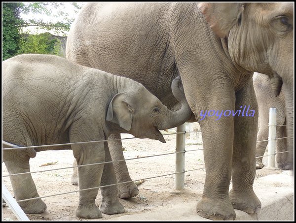 德國 漢堡 哈根貝克動物園 Tierpark Hagenbeck, Hamburg, Deutchland