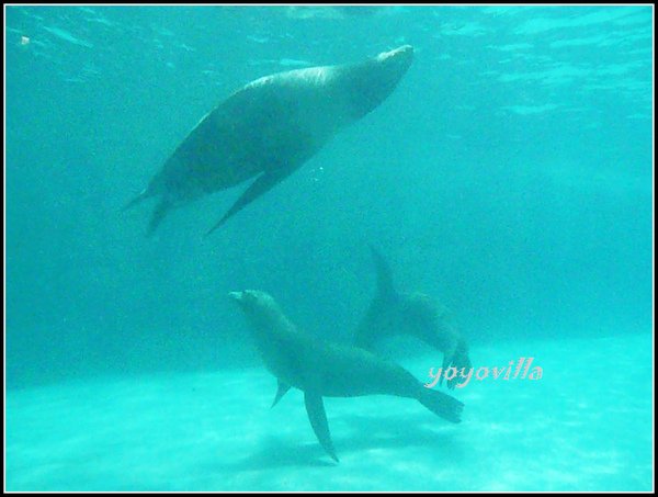 香港 海洋公園 Ocean Park, Hong Kong