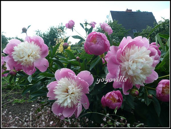 杓藥花