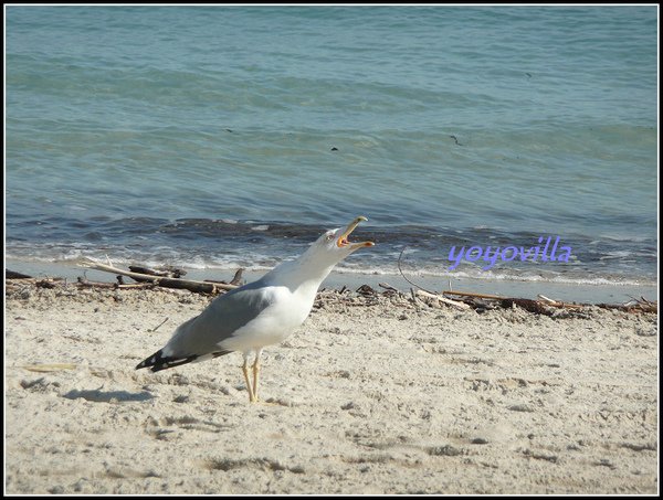 法國 蔚藍海岸 尼斯海邊 Nice, Côte d&apos;Azur, France