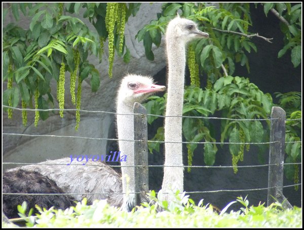 德國 漢堡 哈根貝克動物園 Tierpark Hagenbeck, Hamburg, Deutchland