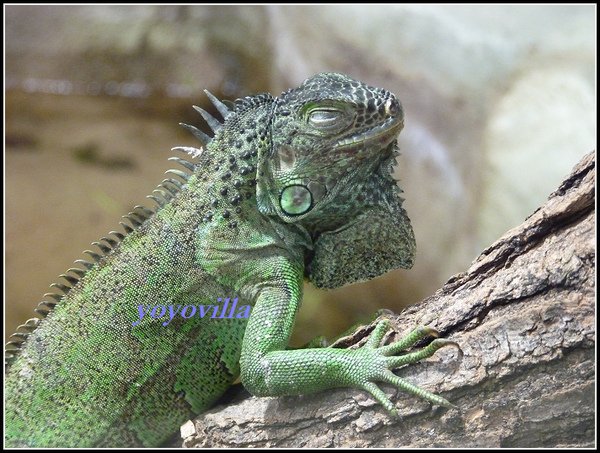 德國 漢堡 哈根貝克動物園 Tierpark Hagenbeck, Hamburg, Deutschland