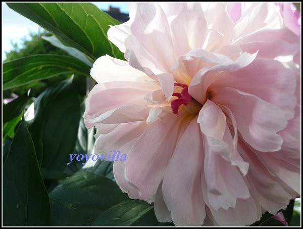 杓藥花