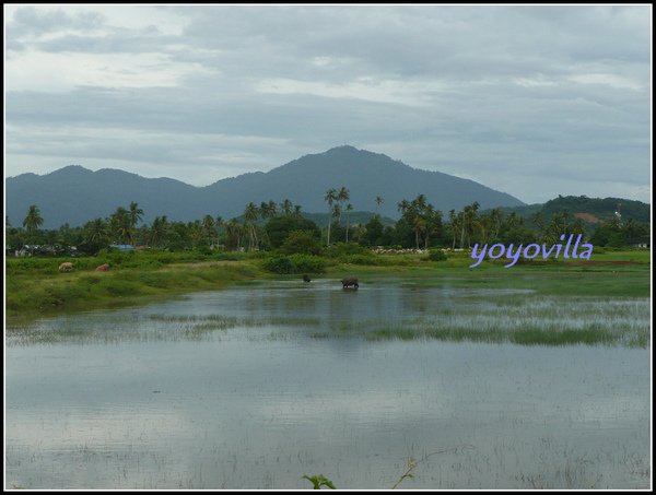馬來西亞 蘭卡威 鄉村景色 Langkawi, Malaysia 