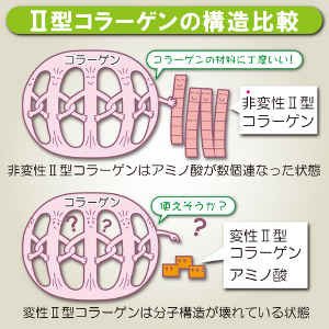 非變性與變性二型膠原蛋白比較.jpg