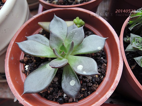 小黑王子20140523.jpg