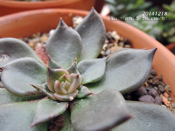小黑王子20141218.jpg