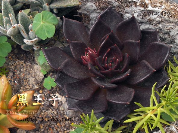 黑王子媽媽20140419.jpg