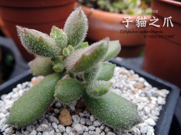 20150208子貓之爪.jpg