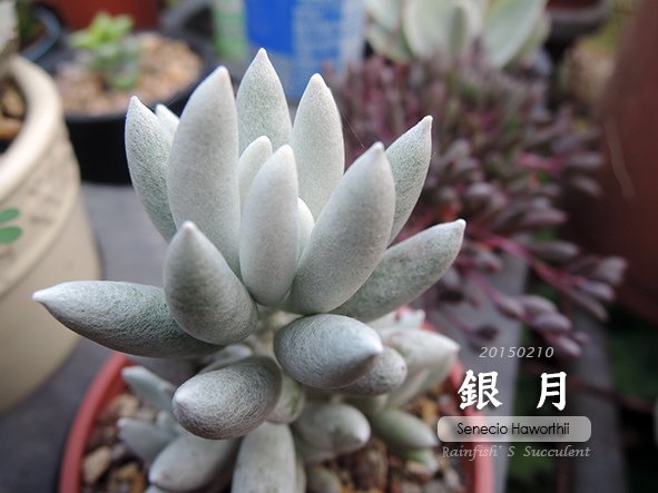 20150210銀月.jpg