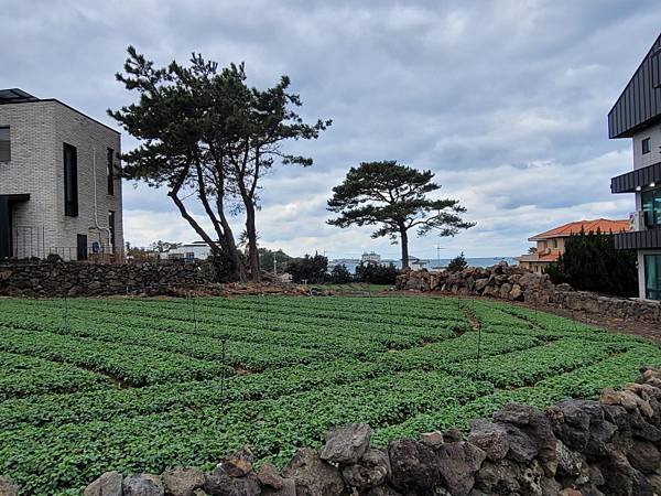 韓國濟州島×釜山D1(113.01.26～30)