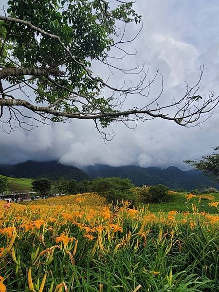 花蓮富里-六十石山(113.09.07)