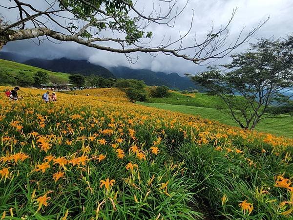 花蓮富里-六十石山(113.09.07)