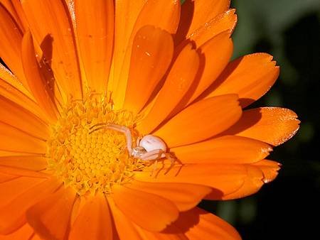 white-spider-on-an-orange-flower