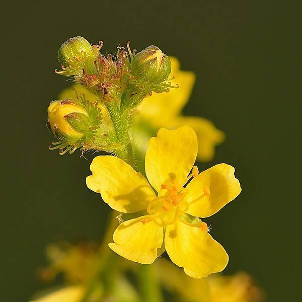 Agrimonia_eupatoria_-_Keila.jpg