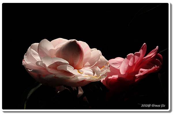 山茶展_23.jpg