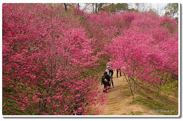 P大坑櫻花林_002