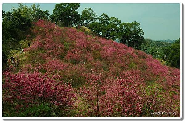 P大坑櫻花林_004