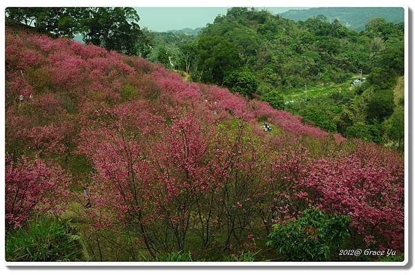 P大坑櫻花林_005