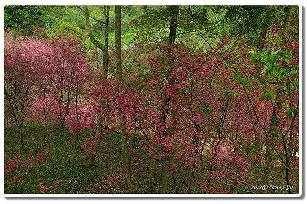 P大坑櫻花林_007