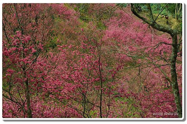 P大坑櫻花林_009