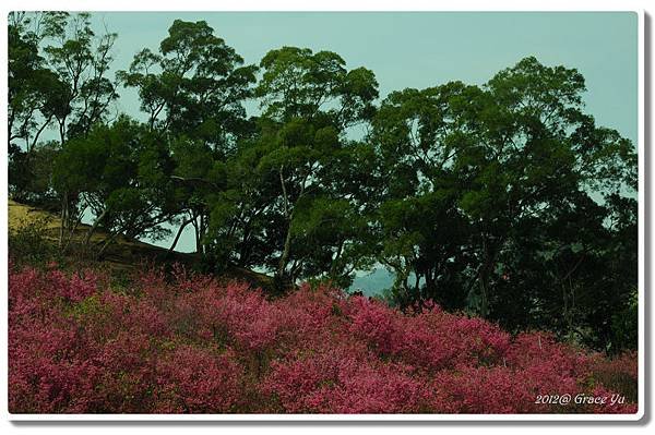 P大坑櫻花林_010